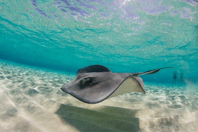 Grand Cayman Stingray City and Reef Snorkeling Combo Tour - Who Will Love This Tour?