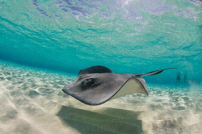 Grand Cayman Stingray City and Reef Snorkeling Combo Tour - The Sum Up