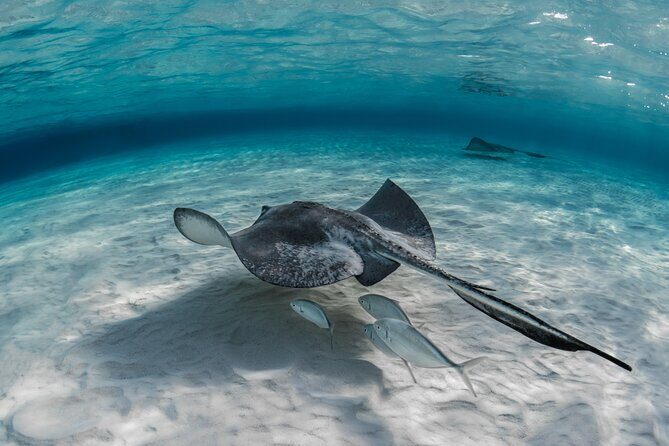 Grand Cayman Stingray City Sandbar Adventure - FAQ