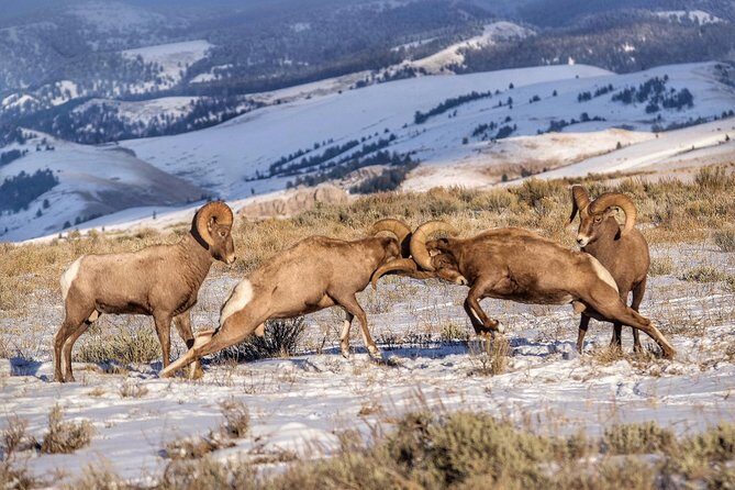 Grand Teton and Native American Petroglyph Tour - Who Should Consider This Tour?