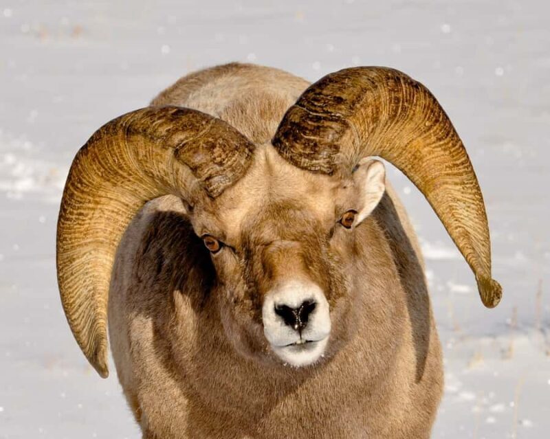 Grand Teton National Park: 8-Hour Willdlife & Snowshoe Tour - FAQ