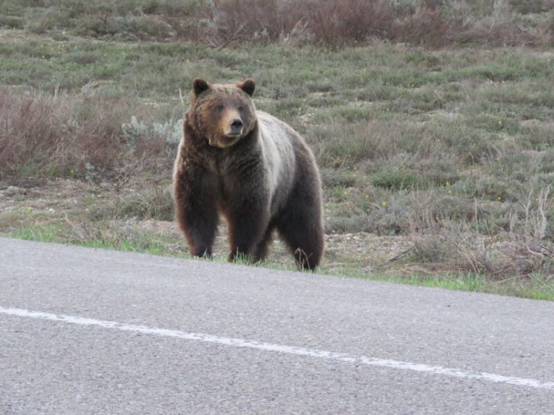 Grand Teton National Park: Full-Day Tour with Boat Ride - Final Thoughts: Who Is This Tour Best For?