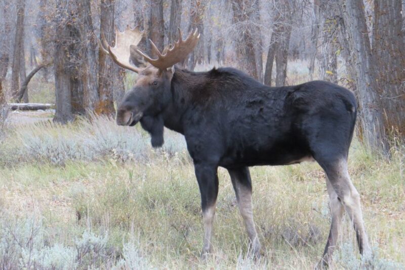 Grand Teton National Park: Full-Day Tour with Boat Ride - FAQs