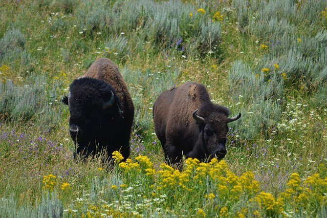 Grand Teton National Park Private Full Day Tour - Who Will Love This Tour?
