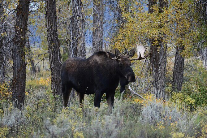 Grand Teton National Park Private Sunrise Tour - FAQ