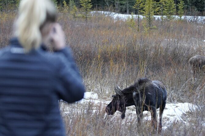 Grand Teton National Park Private Wildlife Safari - Full Day - Exploring Grand Teton’s Wildlife and Scenic Highlights