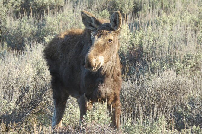 Grand Teton National Park - Sunrise Tour from Jackson Hole - How the Day Unfolds: A Typical Itinerary