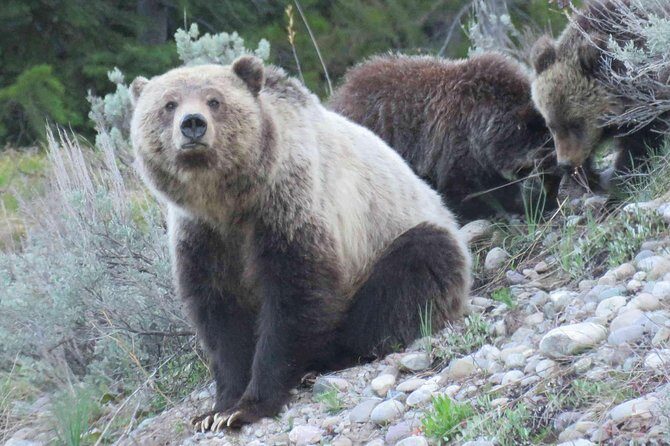 Grand Teton National Park - Sunrise Tour from Jackson Hole - How This Tour Balances Cost and Value