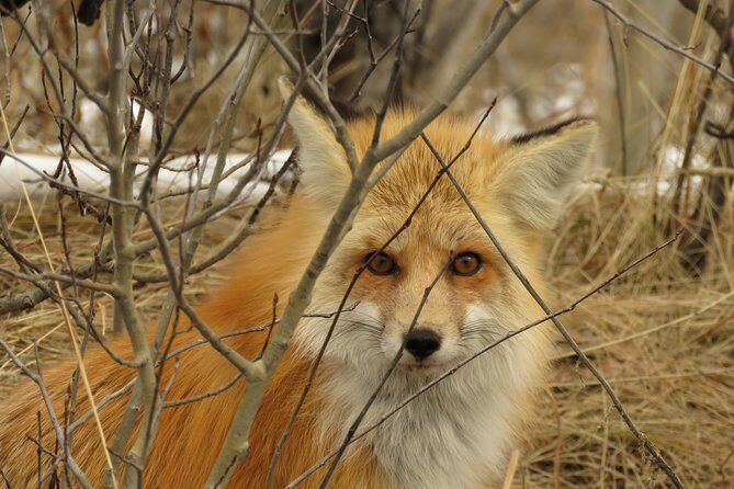 Grand Teton National Park - Sunset Guided Tour from Jackson Hole - An In-Depth Look at the Sunset Guided Tour