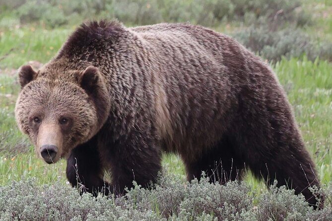 Grand Teton National Park Tour - A Deeper Look at the Grand Teton National Park Tour