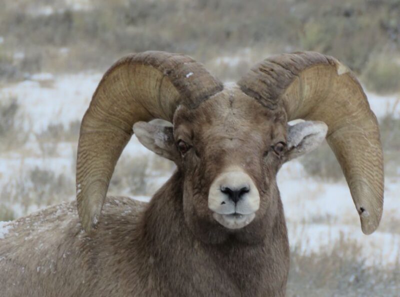 Grand Teton National Park: Wildlife Tour and Sleigh Ride - In-Depth Review of the Grand Teton Wildlife and Sleigh Ride Tour