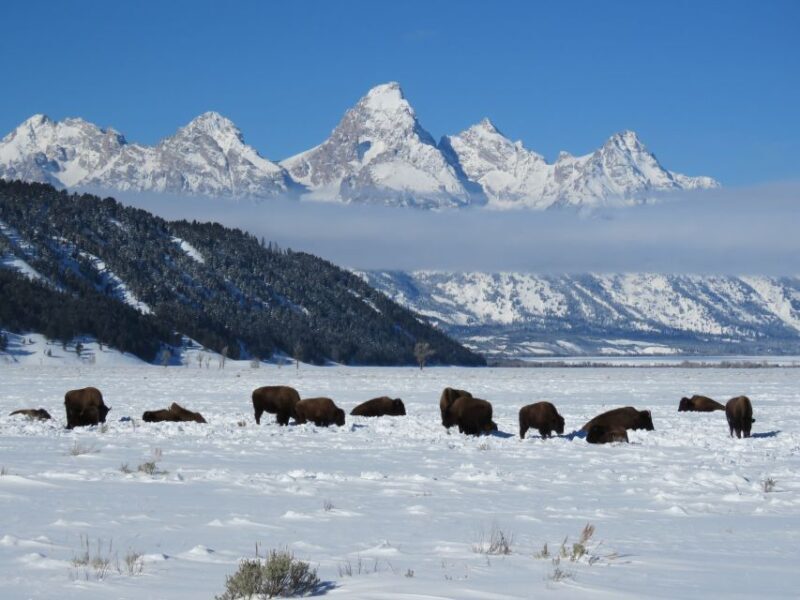 Grand Teton National Park: Wildlife Tour and Sleigh Ride - FAQ: Your Questions About the Grand Teton Wildlife Tour