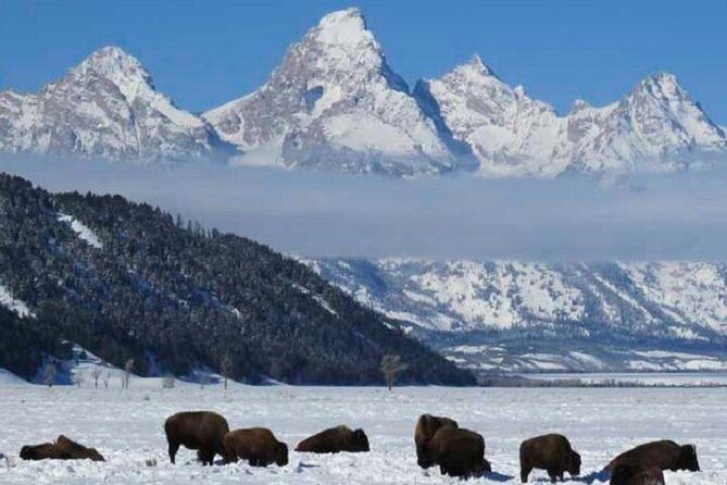 Grand Teton Park & Jackson Hole - PRIVATE Morning Wildlife Tour - Final Thoughts: Is This Wildlife Tour Worth It?