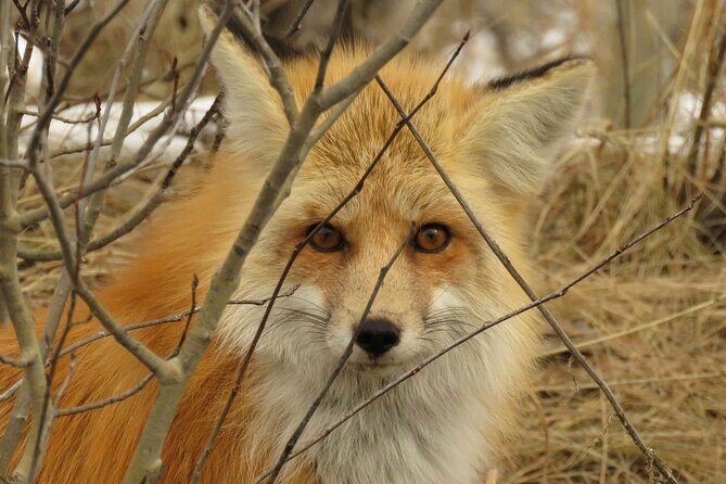 Grand Teton Park & Jackson Hole - PRIVATE Morning Wildlife Tour - FAQs