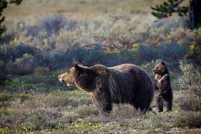 Grand Teton: Private Sunset Tour - Who Will Love This Tour?