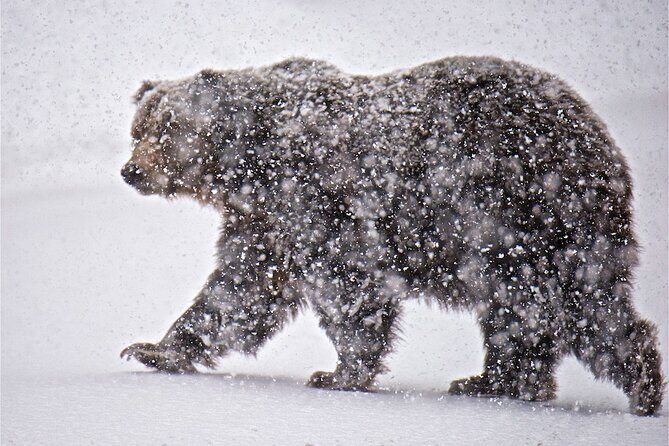 Grand Teton Private Winter Tour - The Value of a Guided Experience