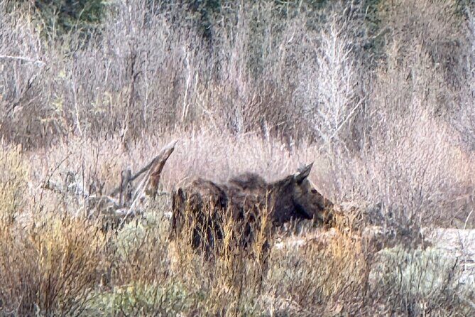 Grand Teton Sunrise Scenic Tour - FAQs