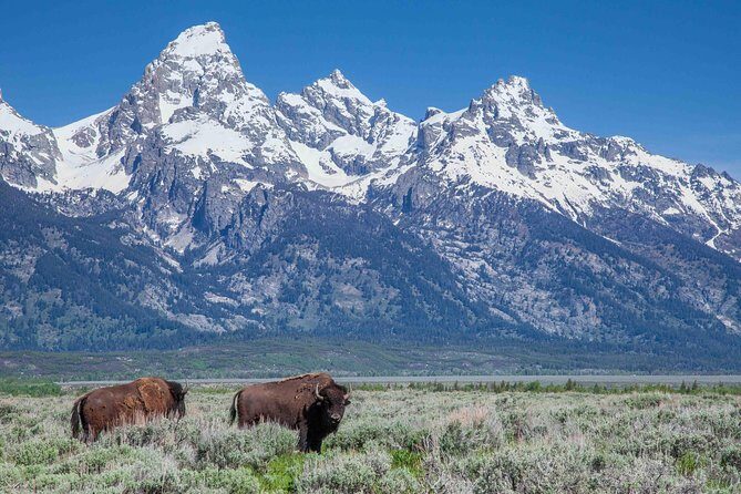 Grand Teton Wildlife Safari Tour - Experience the Best of Grand Teton Wildlife on a Full-Day Safari