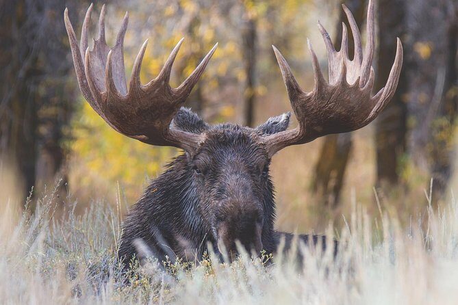 Grand Teton Wildlife Safari Tour - Our Final Thoughts