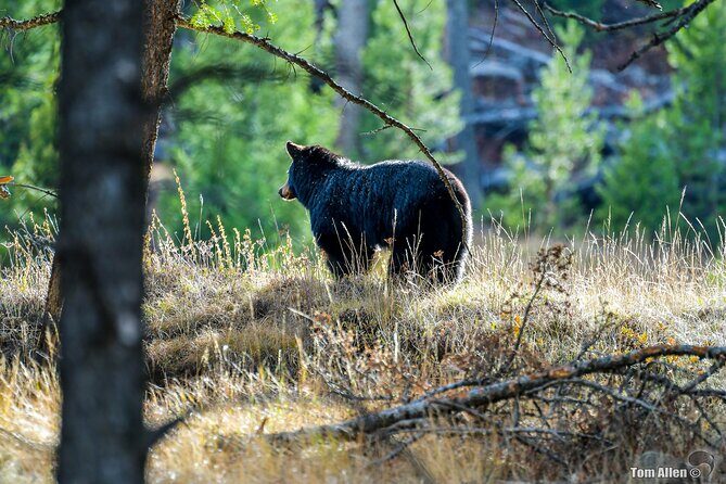 Grand Teton, Yellowstone, Devils Tower and Mount Rushmore 7-day Tour - Final Thoughts