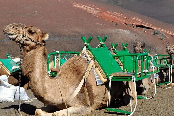 Grand Tour to Timanfaya and Jameos del Agua for cruise passengers - A Deep Dive into the Lanzarote Experience