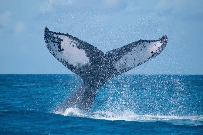 Grand Turk: Whale Watching - Discovering the Majesty of Humpback Whales in Grand Turk