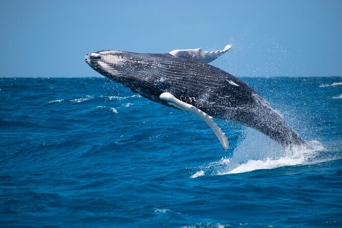 Grand Turk: Whale Watching - Key Points