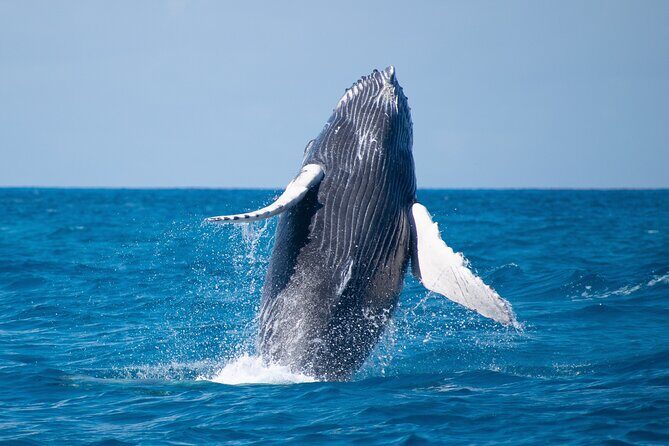 Grand Turk: Whale Watching - Frequently Asked Questions
