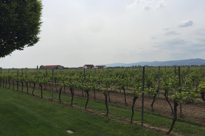 Grape Day out Pfalz to taste cracking Red wines & Riesling - The Allure of the Pfalz Wine Region