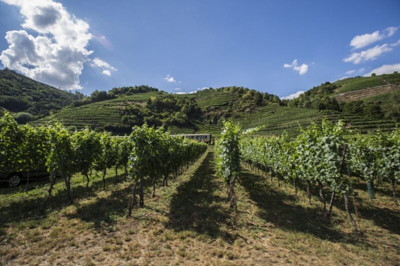 Grape Grazing: Wachau Valley Winery Biking Tour - An Authentic Day in Austria’s Wachau Valley