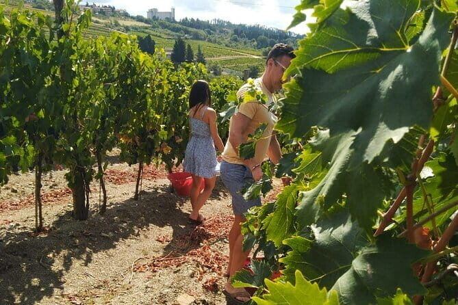 Grape Stomping and Wine Tasting in Tuscany - A Tuscan Feast