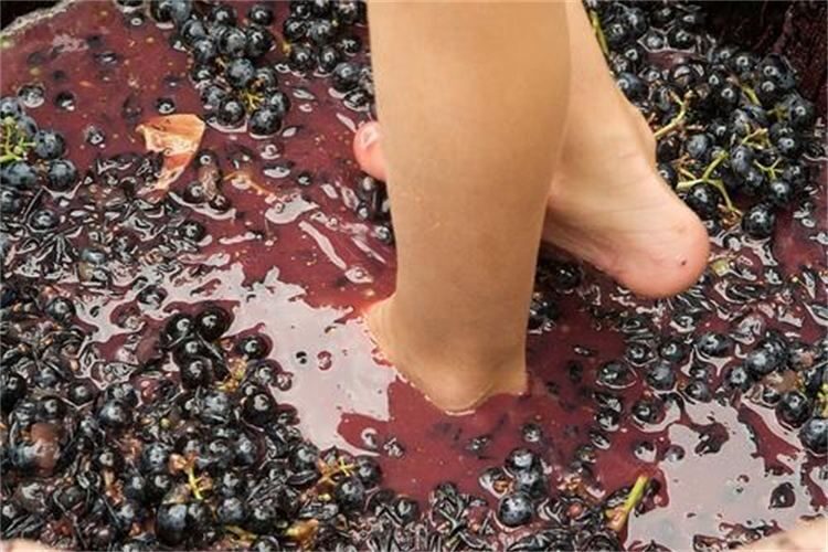 Grape Stomping in Provence - Grape Stomping: A Fun, Historic Ritual