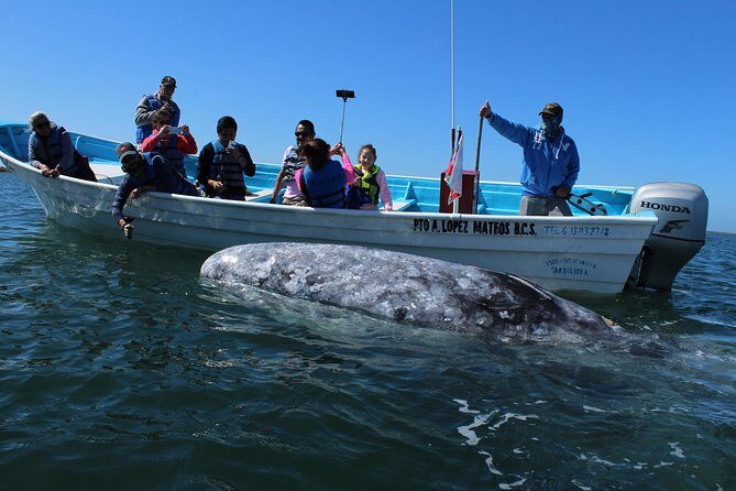 Gray Whale-Watching 2-Day Experience in Magdalena Bay - Key Points: