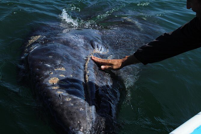 Gray Whale-Watching 2-Day Experience in Magdalena Bay - What Makes This Tour Stand Out?