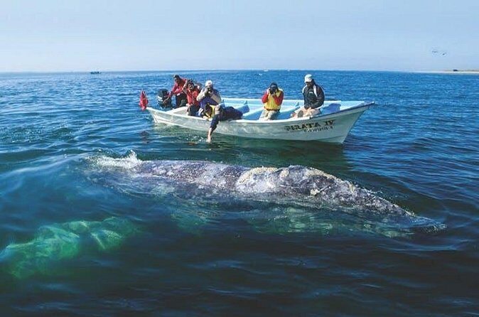 Gray Whale Watching Tour at Lopez Mateos - Who Is This Tour Best For?