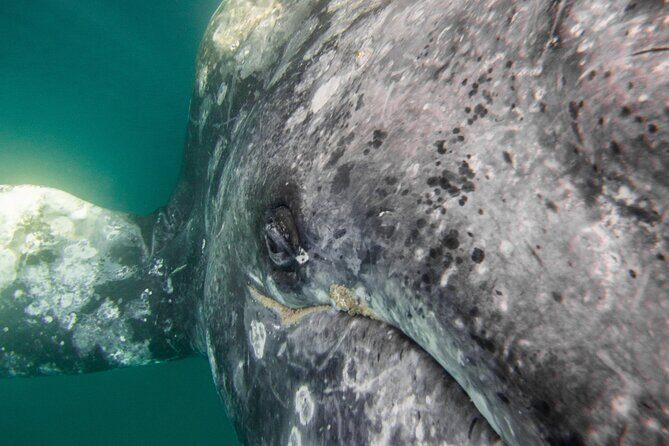 Gray Whale Watching Tour with Marine Biologist and Small Group - Why This Tour Outshines Others