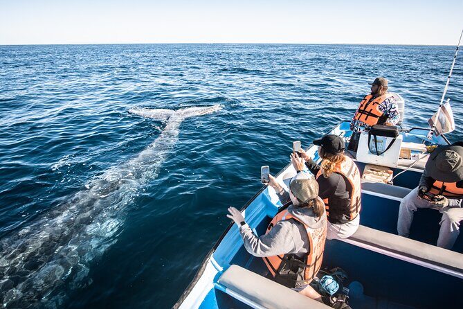 Gray Whale Watching Tour with Marine Biologist and Small Group - Final Thoughts: The Value of This Whale-Watching Adventure