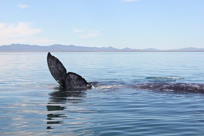 Gray Whale Watching Tour with Marine Biologist and Small Group - FAQ