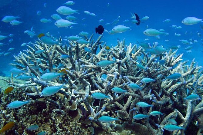 Great Barrier Reef Cruise from Townsville or Magnetic Island - FAQs