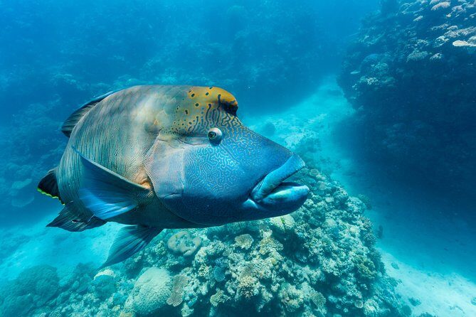 Great Barrier Reef Snorkeling and Diving Cruise from Cairns - Who Is This Tour Best Suited For?