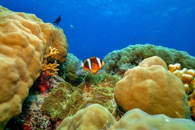 Great Barrier Reef with Cultural Guides-Dreamtime Dive & Snorkel - Who is this tour best suited for?