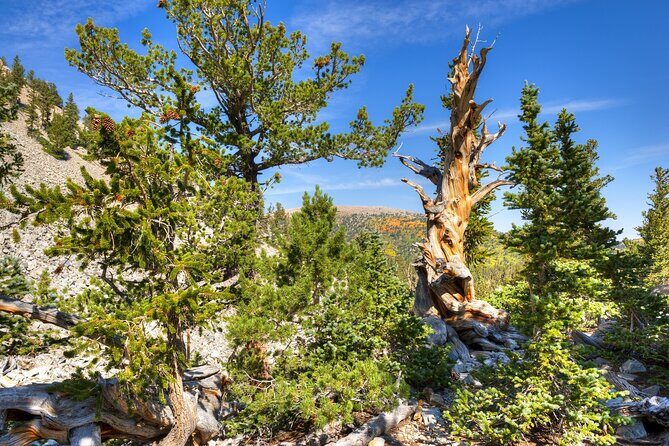 Great Basin National Park Self-Guided Audio Tour - Frequently Asked Questions