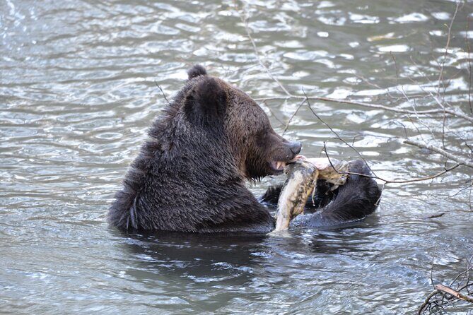 Great Bears of Bute: Grizzly Bear Viewing & Indigenous Cultural Tour - Who Will Love This Tour?