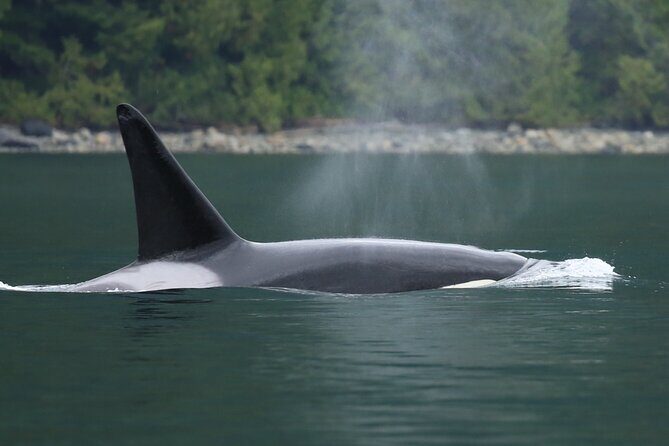 Great Bears of Bute: Grizzly Bear Viewing & Indigenous Cultural Tour - FAQ