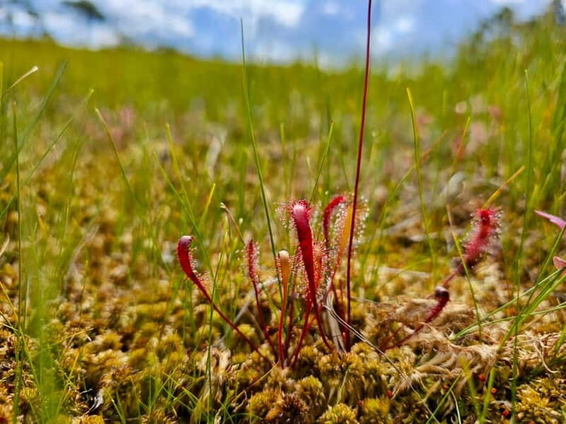 Great emeri Bog & Swamp Forest Hiking Adventure - Authentic Experiences and Real Traveler Feedback