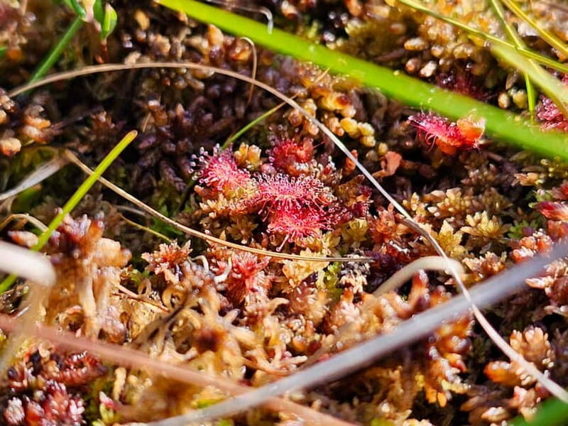 Great emeri Bog & Swamp Forest Hiking Adventure - FAQ