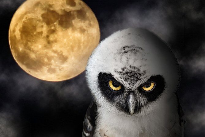 Great! Galveston Red Light District Tour - FAQs