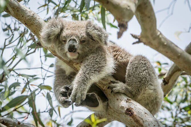 Great Ocean Road and 12 Apostles Tour - What the Reviews Say (from the data)