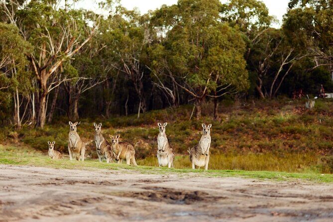 Great Ocean Road and 12 Apostles Tour - FAQ