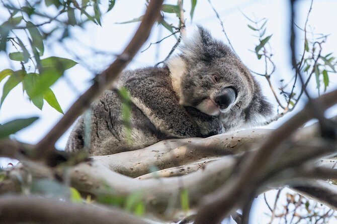 Great Ocean Road and Grampians 2 Day Short Break Escape from Melbourne - Key Points